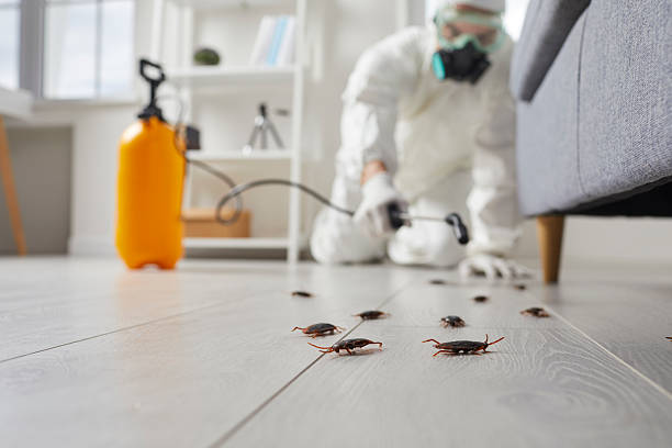 Commercial Rodent Management in Tawas City